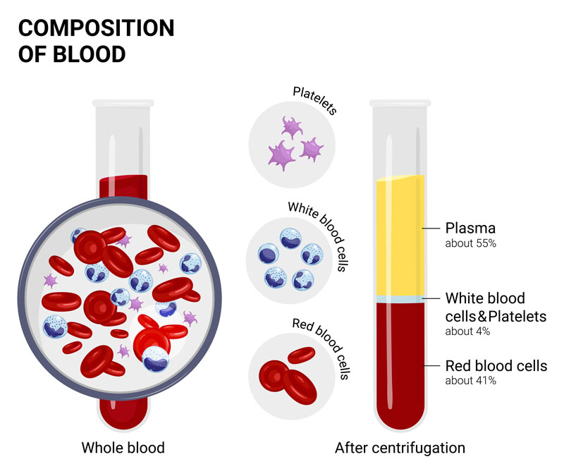 Composition Of Blood